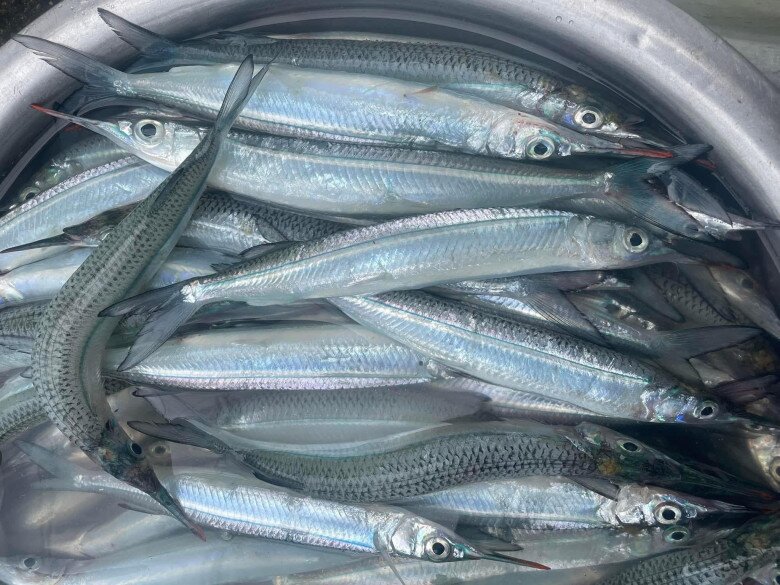 Loài cá có tên nghe đã amp;#34;hờn cả thế giớiamp;#34; là đặc sản Phan Thiết amp;#34;quý hơn vàngamp;#34;, ngư dân bắt được là ăn luôn chứ không bán - 2