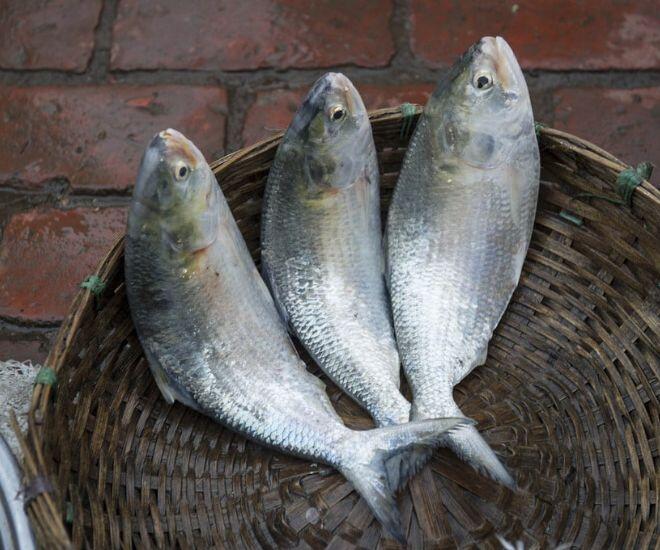 Loài Cá Có Tên Nghe Đã Sáng Chói Là Vua Cá Ở Sông Hậu, Có Tiền Chưa Chắc Mua Được Vì 10 Năm Mới Bắt Được 1 Con Loài Cá Có Tên Nghe Đã Amp;#34;Sáng Chóiamp;#34; Là Amp;#34;Vua Cáamp;#34; Ở Sông Hậu, Có Tiền Chưa Chắc Mua Được Vì 10 Năm Mới Bắt Được 1 Con - 1