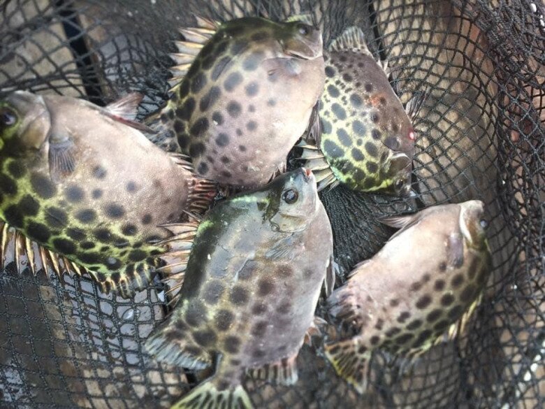 Loài cá có tên nghe đã thấy amp;#34;già nuaamp;#34; là đặc sản nổi tiếng ở Quảng Ninh, xưa amp;#34;vô danhamp;#34; nay 450.000đ/kg vẫn được săn đón - 2