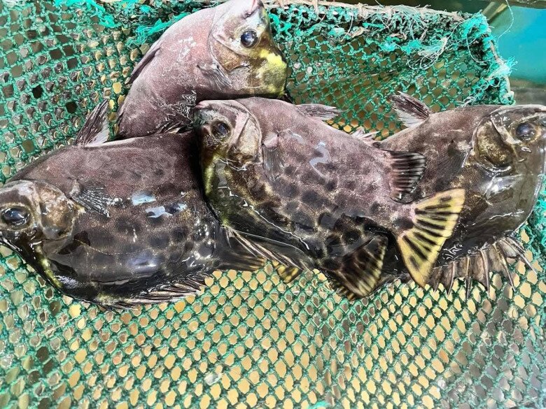 Loài cá có tên nghe đã thấy amp;#34;già nuaamp;#34; là đặc sản nổi tiếng ở Quảng Ninh, xưa amp;#34;vô danhamp;#34; nay 450.000đ/kg vẫn được săn đón - 3