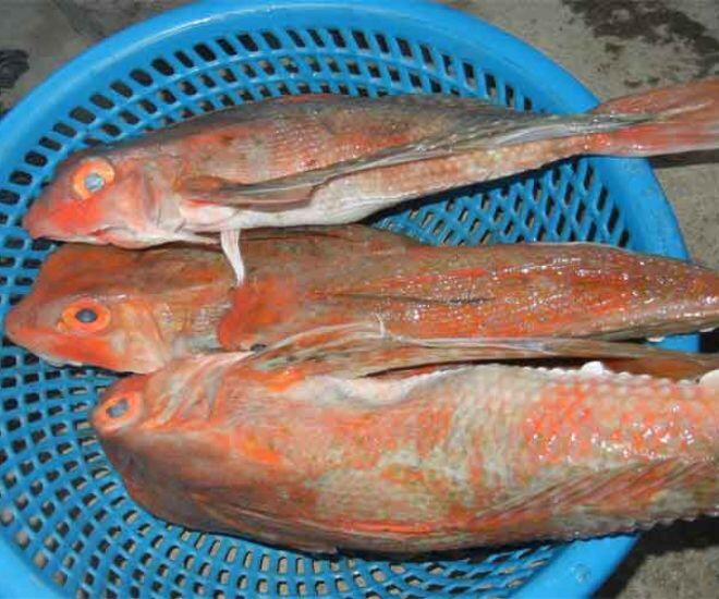 Loài cá có tên như loài bò sát mình toàn xương xưa chỉ cho gia súc ăn, nay nướng lên thơm nức mũi thành đặc sản amp;#34;tuyệt đỉnhamp;#34; - 1