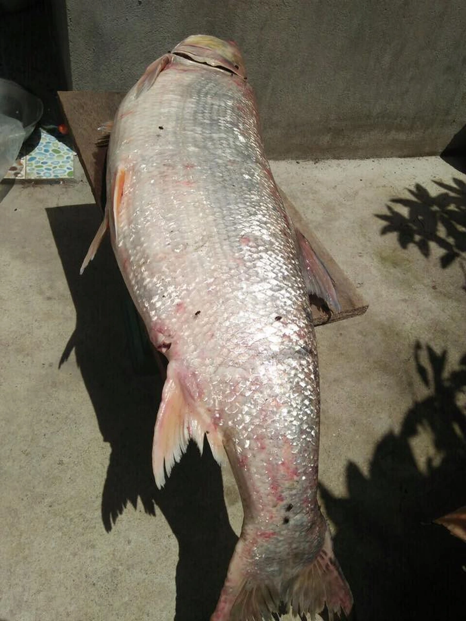 Loài Cá Được Mệnh Danh Là Cọp Nước Ở Sông Đà, Là Thủy Quái Siêu Hiếm Và Khó Đánh Bắt Bậc Nhất Loài Cá Được Mệnh Danh Là Amp;#34;Cọp Nướcamp;#34; Ở Sông Đà, Là Amp;#34;Thủy Quáiamp;#34; Siêu Hiếm Và Khó Đánh Bắt Bậc Nhất - 3