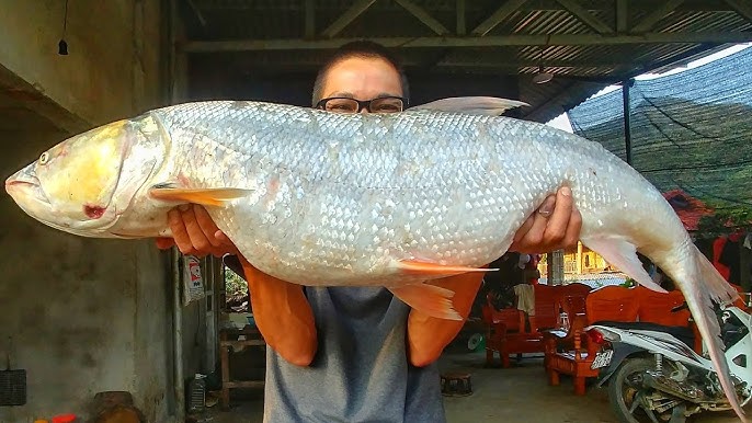 Loài Cá Được Mệnh Danh Là Cọp Nước Ở Sông Đà, Là Thủy Quái Siêu Hiếm Và Khó Đánh Bắt Bậc Nhất Loài Cá Được Mệnh Danh Là Amp;#34;Cọp Nướcamp;#34; Ở Sông Đà, Là Amp;#34;Thủy Quáiamp;#34; Siêu Hiếm Và Khó Đánh Bắt Bậc Nhất - 5