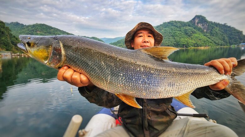 Loài Cá Được Mệnh Danh Là Cọp Nước Ở Sông Đà, Là Thủy Quái Siêu Hiếm Và Khó Đánh Bắt Bậc Nhất Loài Cá Được Mệnh Danh Là Amp;#34;Cọp Nướcamp;#34; Ở Sông Đà, Là Amp;#34;Thủy Quáiamp;#34; Siêu Hiếm Và Khó Đánh Bắt Bậc Nhất - 2