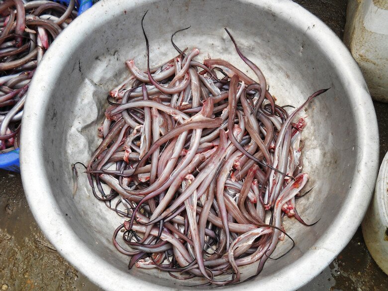 Loài Cá Nghe Đã Gầy Nhom Lại Là Đặc Sản Đà Nẵng, Đem Phơi Khô Rồi Nướng Lên Thơm Nức Mũi Ai Cũng Mê Loài Cá Nghe Đã Amp;#34;Gầy Nhomamp;#34; Lại Là Đặc Sản Đà Nẵng, Đem Phơi Khô Rồi Nướng Lên Thơm Nức Mũi Ai Cũng Mê - 2