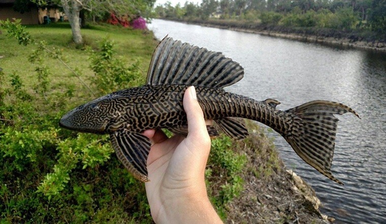 Loài Cá Nghe Tên Lạ Có Vẻ Ngoài Xấu Xí Là Đặc Sản Độc Lạ Miền Tây, Xưa Bị Ghét Bỏ Nay Người Dân Lùng Ăn Loài Cá Nghe Tên Lạ Có Vẻ Ngoài Xấu Xí Là Đặc Sản Độc Lạ Miền Tây, Xưa Bị Ghét Bỏ Nay Người Dân Lùng Ăn - 2