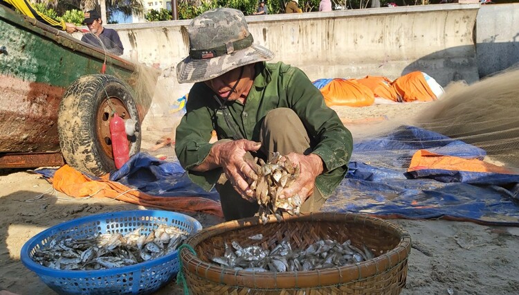 Loài cá amp;#34;nhà nghèoamp;#34; là hương vị tuổi thơ của người miền Trung, đem kho chấm rau luộc được ví với amp;#34;ân huệ của đất trờiamp;#34; - 5