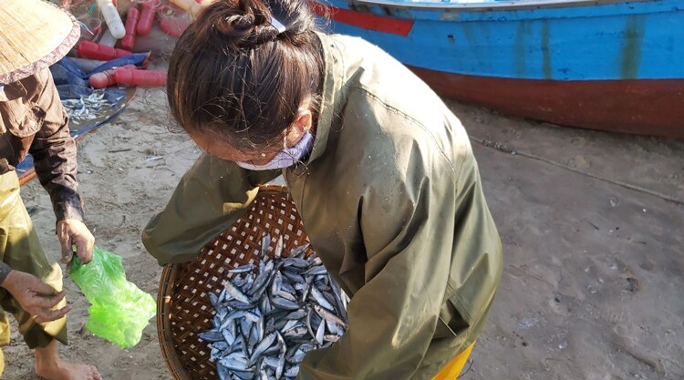 Loài cá amp;#34;nhà nghèoamp;#34; là hương vị tuổi thơ của người miền Trung, đem kho chấm rau luộc được ví với amp;#34;ân huệ của đất trờiamp;#34; - 2