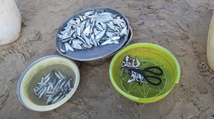 Loài cá amp;#34;nhà nghèoamp;#34; là hương vị tuổi thơ của người miền Trung, đem kho chấm rau luộc được ví với amp;#34;ân huệ của đất trờiamp;#34; - 4