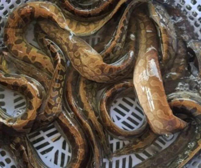 Loài Cá Nhìn Rợn Người Lại Là Siêu Phẩm Ở Quảng Nam, Thịt Ngon Ngọt Tưởng Nêm Thêm Mì Chính Loài Cá Nhìn Rợn Người Lại Là Amp;#34;Siêu Phẩmamp;#34; Ở Quảng Nam, Thịt Ngon Ngọt Tưởng Nêm Thêm Mì Chính - 1