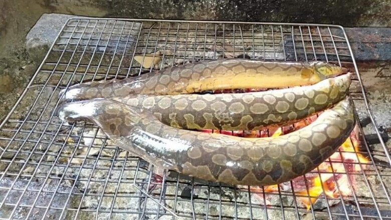 Loài Cá Nhìn Rợn Người Lại Là Siêu Phẩm Ở Quảng Nam, Thịt Ngon Ngọt Tưởng Nêm Thêm Mì Chính Loài Cá Nhìn Rợn Người Lại Là Amp;#34;Siêu Phẩmamp;#34; Ở Quảng Nam, Thịt Ngon Ngọt Tưởng Nêm Thêm Mì Chính - 3