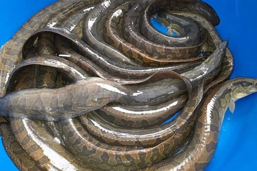 Loài Cá Nhìn Rợn Người Lại Là Siêu Phẩm Ở Quảng Nam, Thịt Ngon Ngọt Tưởng Nêm Thêm Mì Chính Loài Cá Nhìn Rợn Người Lại Là Amp;#34;Siêu Phẩmamp;#34; Ở Quảng Nam, Thịt Ngon Ngọt Tưởng Nêm Thêm Mì Chính - 5