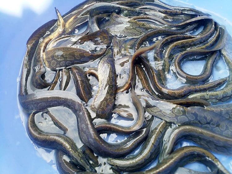 Loài Cá Nhìn Rợn Người Lại Là Siêu Phẩm Ở Quảng Nam, Thịt Ngon Ngọt Tưởng Nêm Thêm Mì Chính Loài Cá Nhìn Rợn Người Lại Là Amp;#34;Siêu Phẩmamp;#34; Ở Quảng Nam, Thịt Ngon Ngọt Tưởng Nêm Thêm Mì Chính - 2