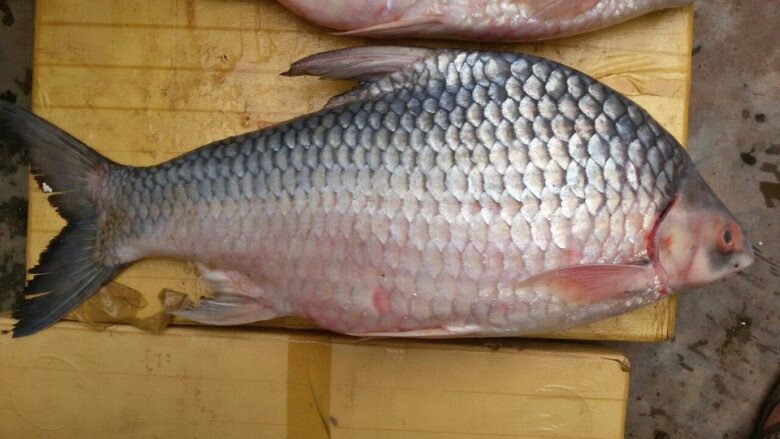 Loài Cá Tên Lạ Có Lưng Hơi Gù, Phóng Vọt Như Tên, Ăn Được Cả Vảy Vì Giòn Sần Sật Lại Béo Thơm Gây Nghiện Loài Cá Tên Lạ Có Lưng Hơi Gù, Phóng Vọt Như Tên, Ăn Được Cả Vảy Vì Giòn Sần Sật Lại Béo Thơm Amp;#34;Gây Nghiệnamp;#34; - 2