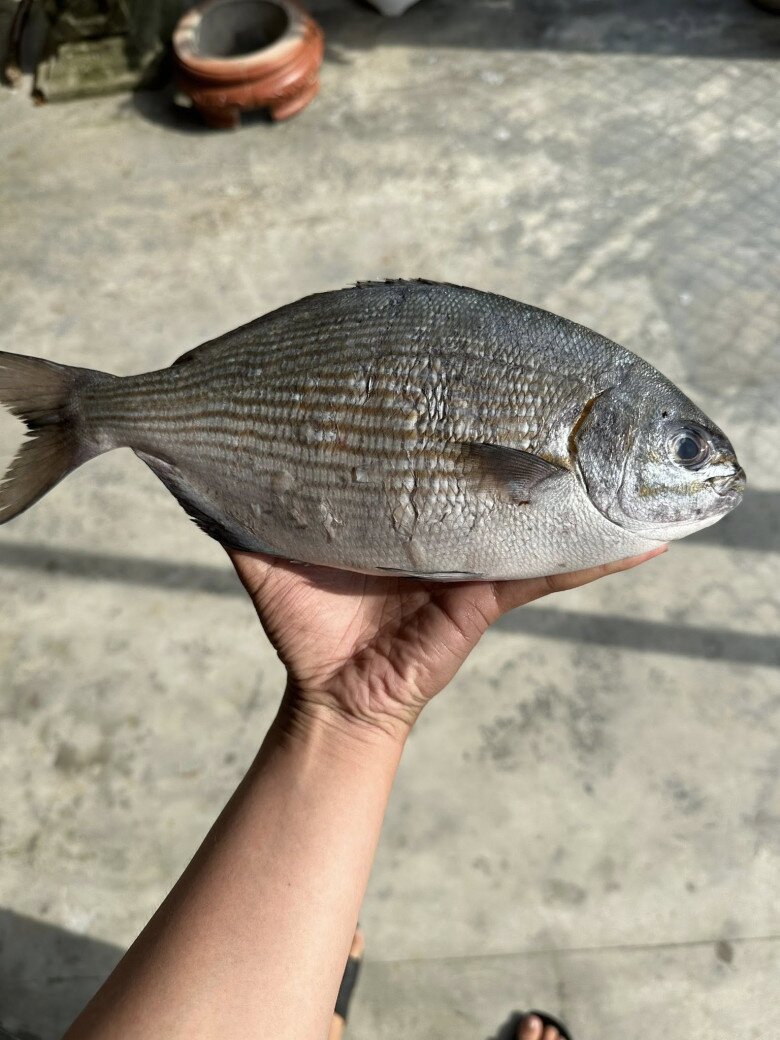 Đảo Lý Sơn có loài cá “thoắt ẩn thoắt hiện” mang cái tên nghe amp;#34;rợn tóc gáyamp;#34; cực khó săn, có tiền chưa chắc mua được - 2