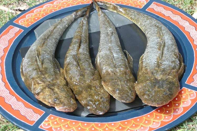 Loài cá amp;#34;xấu hết phần thiên hạamp;#34; xưa chỉ cho lợn ăn nay lại là đặc sản giàu dinh dưỡng, thịt chắc và ngon như thịt gà - 5