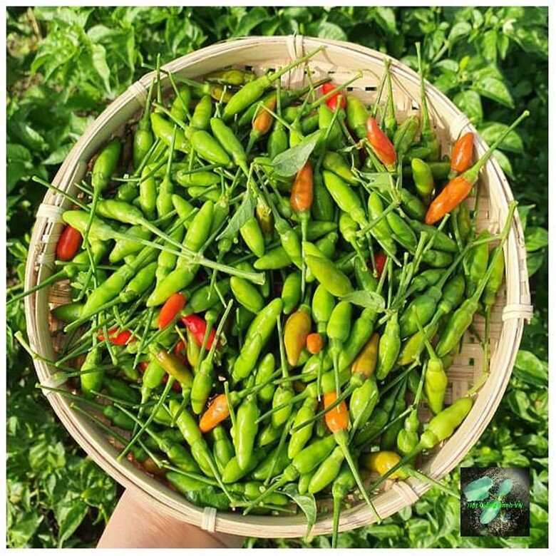 Loại Quả Bé Tí Xưa Mọc Dại Trên Rừng Chẳng Ai Hái, Nay Lên Đời Được Chị Em Săn Lùng Dù Giá Đến 1 Triệu/Kg Loại Quả Bé Tí Xưa Mọc Dại Trên Rừng Chẳng Ai Hái, Nay Amp;#34;Lên Đờiamp;#34; Được Chị Em Săn Lùng Dù Giá Đến 1 Triệu/Kg - 2