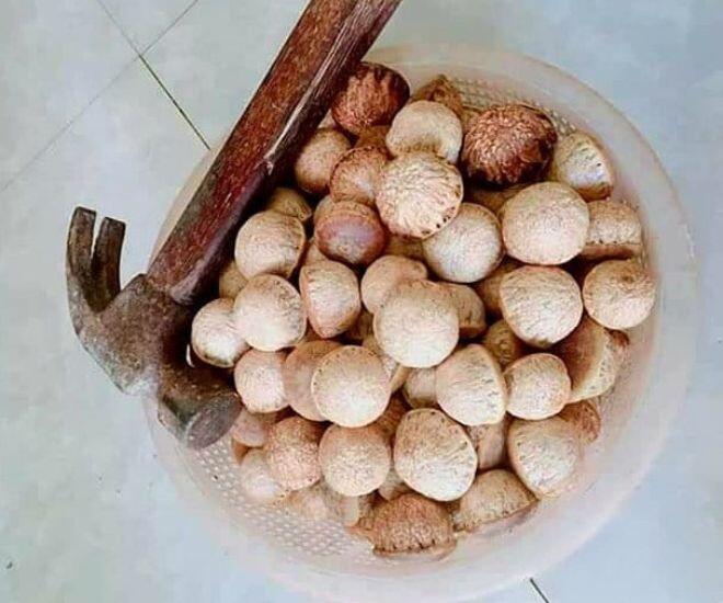 Loại Quả Phải Dùng Búa Để Ăn, Xưa Đầy Không Ai Nhặt Nay Chưa Rụng Đã Có Người Săn, Hàng Không Có Mà Bán Loại Quả Phải Dùng Búa Để Ăn, Xưa Đầy Không Ai Nhặt Nay Chưa Rụng Đã Có Người Amp;#34;Sănamp;#34;, Hàng Không Có Mà Bán - 3