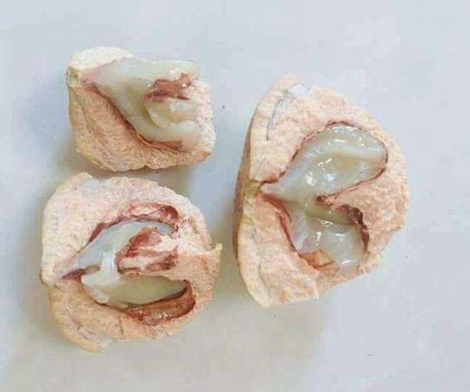 Loại Quả Phải Dùng Búa Để Ăn, Xưa Đầy Không Ai Nhặt Nay Chưa Rụng Đã Có Người Săn, Hàng Không Có Mà Bán Loại Quả Phải Dùng Búa Để Ăn, Xưa Đầy Không Ai Nhặt Nay Chưa Rụng Đã Có Người Amp;#34;Sănamp;#34;, Hàng Không Có Mà Bán - 4