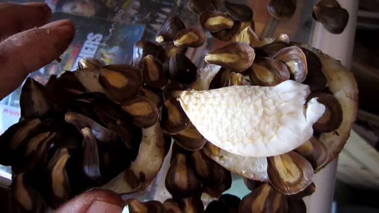 Loại Quả Thơm Mát Ngọt Lành Người Miền Tây Si Mê Nhưng Hiếm Ai Biết Tên, Xưa Nhặt Là Có Nay Thành Của Quý Loại Quả Thơm Mát Ngọt Lành Người Miền Tây Si Mê Nhưng Hiếm Ai Biết Tên, Xưa Nhặt Là Có Nay Thành Amp;#34;Của Quýamp;#34; - 3