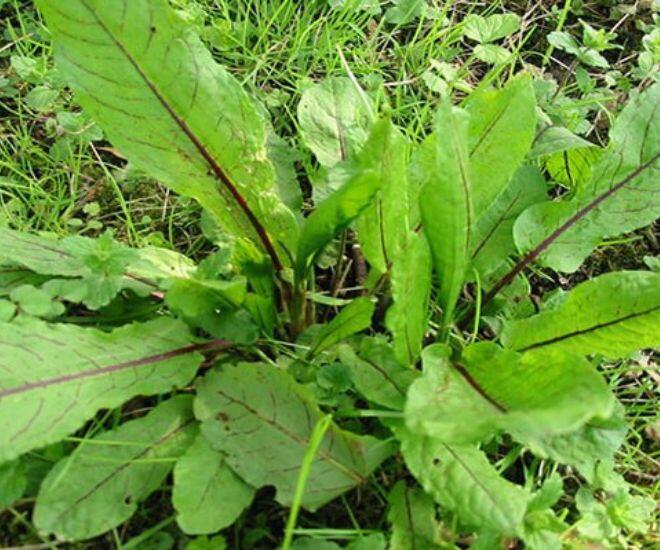 Loại rau có tên như chuột kêu xưa mọc hoang không ai ngó ngàng, nay thành đặc sản amp;#34;sang chảnhamp;#34; giá hàng trăm nghìn/kg - 1