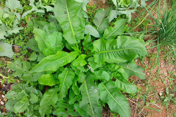 Loại rau có tên như chuột kêu xưa mọc hoang không ai ngó ngàng, nay thành đặc sản sang chảnh giá hàng trăm nghìn/kg Loại rau có tên như chuột kêu xưa mọc hoang không ai ngó ngàng, nay thành đặc sản amp;#34;sang chảnhamp;#34; giá hàng trăm nghìn/kg - 4