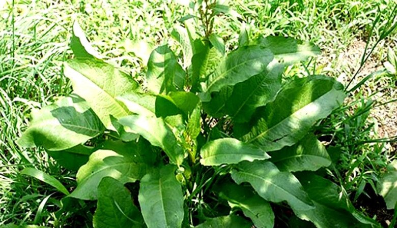 Loại rau có tên như chuột kêu xưa mọc hoang không ai ngó ngàng, nay thành đặc sản sang chảnh giá hàng trăm nghìn/kg Loại rau có tên như chuột kêu xưa mọc hoang không ai ngó ngàng, nay thành đặc sản amp;#34;sang chảnhamp;#34; giá hàng trăm nghìn/kg - 2