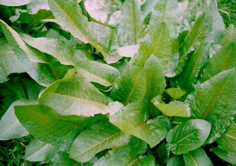 Loại rau có tên như chuột kêu xưa mọc hoang không ai ngó ngàng, nay thành đặc sản sang chảnh giá hàng trăm nghìn/kg Loại rau có tên như chuột kêu xưa mọc hoang không ai ngó ngàng, nay thành đặc sản amp;#34;sang chảnhamp;#34; giá hàng trăm nghìn/kg - 3