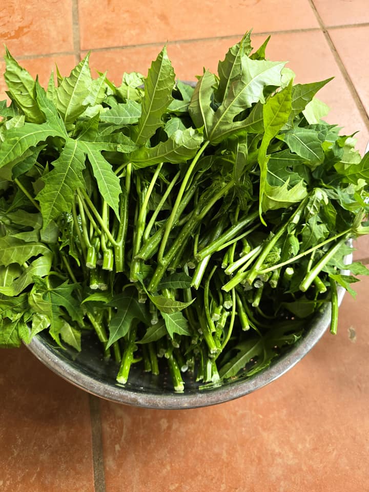 Loại Rau Giòn Ngọt Như Mì Chính Nhưng 90% Người Không Biết, Đem Nấu Món Gì Cũng Ngon Vì Cực Gây Nghiện Loại Rau Giòn Ngọt Như Mì Chính Nhưng 90% Người Không Biết, Đem Nấu Món Gì Cũng Ngon Vì Cực Gây Amp;#34;Nghiệnamp;#34; - 2