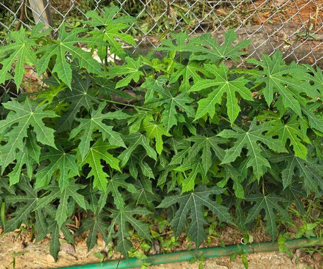 Loại rau giòn ngọt như mì chính nhưng 90% người không biết, đem nấu món gì cũng ngon vì cực gây amp;#34;nghiệnamp;#34; - 1