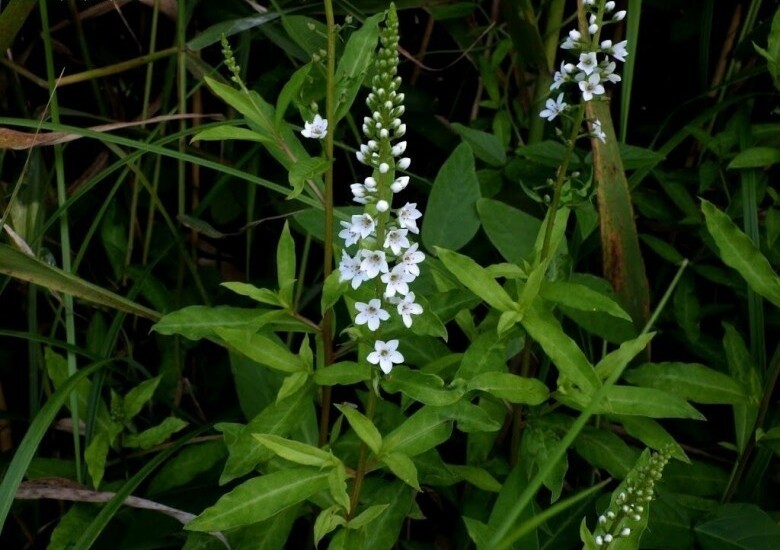 Loại Rau Tên Đẹp Như Những Vì Sao Lại Là Rau Dại Mọc Đầy Xưa Chỉ Người Nghèo Ăn, Nay Mới Biết Là Vị Thuốc Quý Loại Rau Tên Đẹp Như Những Vì Sao Lại Là Rau Dại Mọc Đầy Xưa Chỉ Người Nghèo Ăn, Nay Mới Biết Là Vị Thuốc Quý - 2