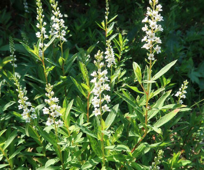 Loại Rau Tên Đẹp Như Những Vì Sao Lại Là Rau Dại Mọc Đầy Xưa Chỉ Người Nghèo Ăn, Nay Mới Biết Là Vị Thuốc Quý Loại Rau Tên Đẹp Như Những Vì Sao Lại Là Rau Dại Mọc Đầy Xưa Chỉ Người Nghèo Ăn, Nay Mới Biết Là Vị Thuốc Quý - 4