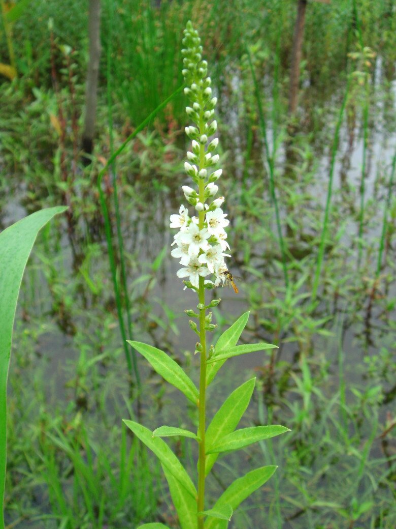 Loại Rau Tên Đẹp Như Những Vì Sao Lại Là Rau Dại Mọc Đầy Xưa Chỉ Người Nghèo Ăn, Nay Mới Biết Là Vị Thuốc Quý Loại Rau Tên Đẹp Như Những Vì Sao Lại Là Rau Dại Mọc Đầy Xưa Chỉ Người Nghèo Ăn, Nay Mới Biết Là Vị Thuốc Quý - 3