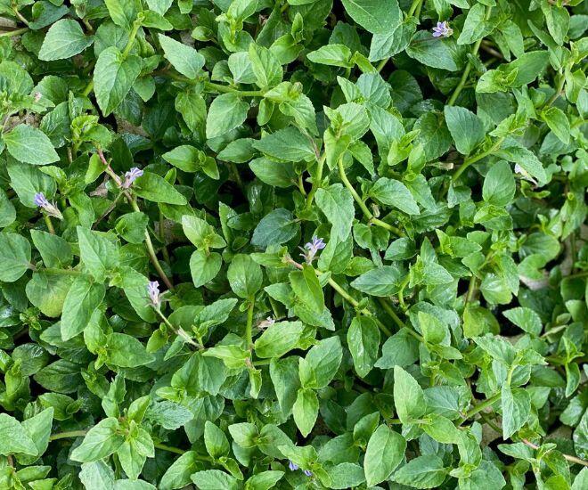 Loại rau xưa bị coi là amp;#34;rácamp;#34; nay thành đặc sản chị em thành phố lùng mua, 120.000đ/kg bán vẫn amp;#34;đắt như tôm tươiamp;#34; - 1