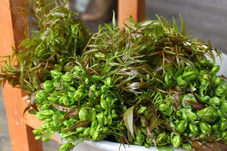 Loại Rau Xưa Mọc Dại Cho Không Ai Lấy Nay Thành Đặc Sản Miền Tây Xuất Hiện Trong Nhà Hàng, Ai Đến Cũng Muốn Thử Loại Rau Xưa Mọc Dại Cho Không Ai Lấy Nay Thành Đặc Sản Miền Tây Xuất Hiện Trong Nhà Hàng, Ai Đến Cũng Muốn Thử - 2