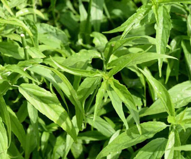 Loại rau xưa mọc làm hàng rào hóa ra lại siêu bổ dưỡng, là một vị thuốc cực tốt được nhiều người lùng mua - 1