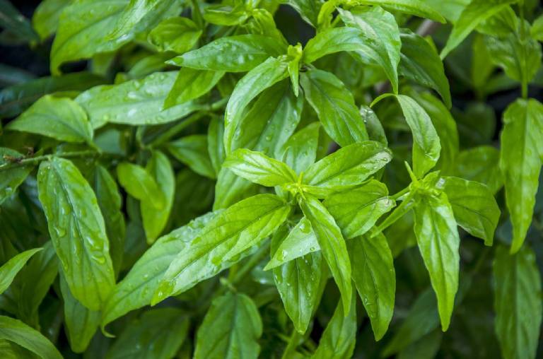 Loại rau xưa mọc làm hàng rào hóa ra lại siêu bổ dưỡng, là một vị thuốc cực tốt được nhiều người lùng mua - 3