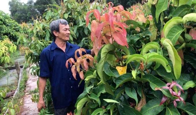 Loại lá tên như ngoài hành tinh lại là đặc sản Tây Ninh, cuốn với bánh tráng thì ngon không gì bằng! Loại lá tên như ngoài hành tinh lại là đặc sản Tây Ninh, cuốn với bánh tráng thì ngon không gì bằng! - 3