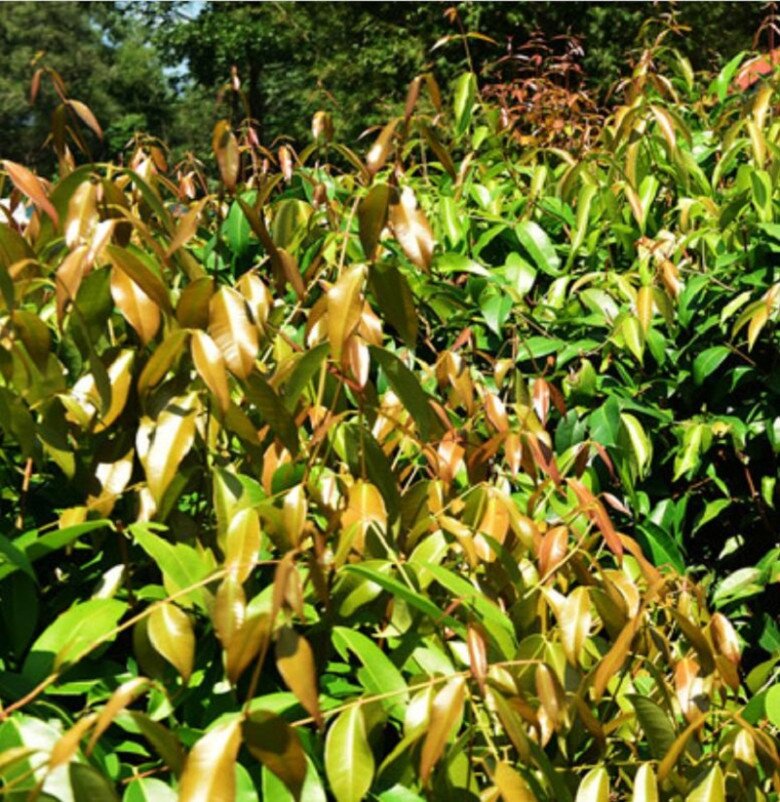 Loại lá tên như ngoài hành tinh lại là đặc sản Tây Ninh, cuốn với bánh tráng thì ngon không gì bằng! Loại lá tên như ngoài hành tinh lại là đặc sản Tây Ninh, cuốn với bánh tráng thì ngon không gì bằng! - 2