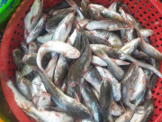 Lifestyle - Loài cá có tên tưởng nhập khẩu nước ngoài thực chất là đặc sản Quảng Nam, ăn thử một lần nhớ cả đời