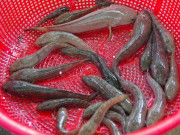 Lifestyle - Loài cá chẳng mấy ai biết là đặc sản chỉ có ở An Giang, giá đến 500.000 đồng/kg nhưng không bán mà dùng đãi khách quý