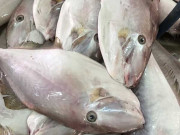 Lifestyle - Loài cá tên như thú 4 chân xưa chỉ "nhà nghèo" mới ăn, nay đem phơi khô lại được giới trẻ cực thích, bán 250.000 đồng/kg
