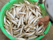 Lifestyle - Loài cá có tên nghe "cục súc" đem làm gỏi thành đặc sản nức tiếng ở Hà Tĩnh, người khó tính nhất cũng gật gù khen ngon