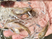 Lifestyle - Loài cá xấu hết phần thiên hạ có vị đắng nghét lại là "siêu phẩm" ở Quảng Ngãi, bắt được là ăn luôn chứ không bán