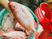 Lifestyle - Loài cá có tên như món "khoái khẩu" của các cụ lại là đặc sản nức tiếng miền Tây, 300.000đ/kg vẫn "cháy hàng"