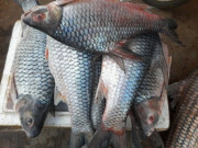 Lifestyle - Loài cá tên lạ có lưng hơi gù, phóng vọt như tên, ăn được cả vảy vì giòn sần sật lại béo thơm "gây nghiện"