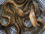 Lifestyle - Loài cá nhìn rợn người lại là "siêu phẩm" ở Quảng Nam, thịt ngon ngọt tưởng nêm thêm mì chính