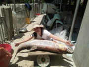 Lifestyle - Loài cá được mệnh danh là "cọp nước" ở sông Đà, là "thủy quái" siêu hiếm và khó đánh bắt bậc nhất