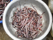 Lifestyle - Loài cá nghe đã "gầy nhom" lại là đặc sản Đà Nẵng, đem phơi khô rồi nướng lên thơm nức mũi ai cũng mê