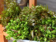 Loại rau xưa mọc dại cho không ai lấy nay thành đặc sản miền Tây xuất hiện trong nhà hàng, ai đến cũng muốn thử